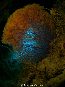 Acabaria biserialis by Marko Perisic 
